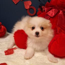 Sugar - White female Pomeranian puppy in Tampa, St Petersburg, Florida from Diana's Pomeranians