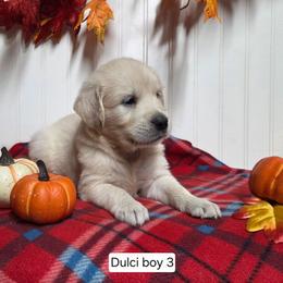 Dulci boy 3 - Light golden male Golden Retriever puppy in Niles, Michigan from Composer Goldens