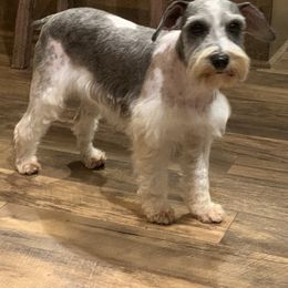 Australian Cattle Dogs, Miniature Schnauzers, Pembroke Welsh Corgis, and Toy Australian Shepherds from Blue Creek Farms