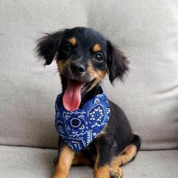 Thor - Black and tan male Yorkipoo puppy in Chattanooga, Tennessee from Joyfull Pals