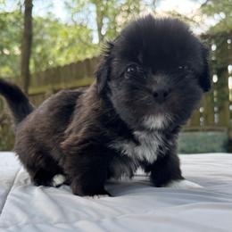 Boy 4 - Tricolor male Shih Tzu puppy in Mobile, Alabama from FluffyTail Shih Tzu