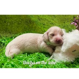 Fancy Girl - Cream female Dachshund puppy in Grove, Oklahoma from Dachs on the lake