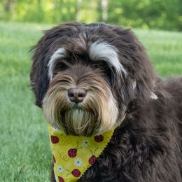 Atlas - Australian Labradoodle