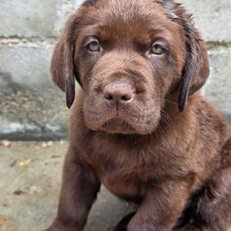 Chocolate Male 4 - Chocolate male Labrador Retriever puppy in Dartmouth, Massachusetts from Dolce Amore Labradors