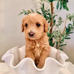 Ernie - Apricot male Labradoodle puppy in Bruceton Mills, West Virginia from Adonai Ra'ah Farms