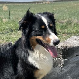 Australian Shepherds from 4B Ranch & Livestock, LLC