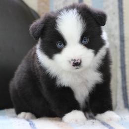 Nashville - Black & white male Miniature Australian Shepherd puppy in Quapaw, Oklahoma from Rocky Hill Aussies