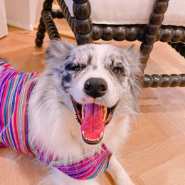 Captain - Border Collie
