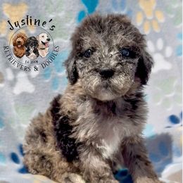 Pearl - Merle female Goldendoodle puppy in Sterling, Connecticut from Justine’s Retrievers and Doodles