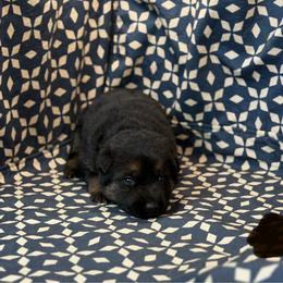 Brown Collar - Black and tan female German Shepherd puppy in Riverside, California from Von Der Sagobi