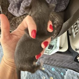 Girl 2 - Chocolate and tan female Chihuahua puppy in Anoka, Minnesota from Anoka County MN AKC Chihuahuas