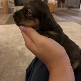 The Tramp - Cream male Dachshund puppy in Nacogdoches, Texas from Heavenly Dachshunds