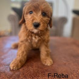 Reba - Apricot female Goldendoodle puppy in Strasburg, Pennsylvania from Still Water Puppies