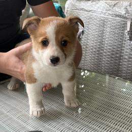 Blue - Red female Pembroke Welsh Corgi puppy in Saylorsburg, Pennsylvania from Dunnideer Farm