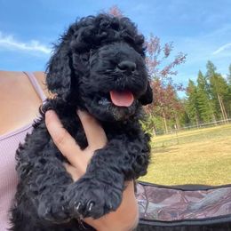 Poodle Puppies from Northern Skye Poodles