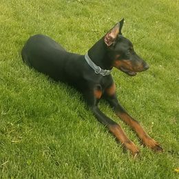 Doberman Pinschers from Kazimir Kennels of Indiana
