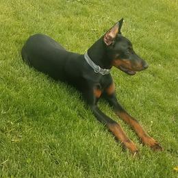 Doberman Pinschers from Kazimir Kennels of Indiana