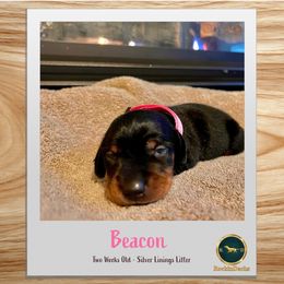 Beacon - Black and tan female Dachshund puppy in Cave Junction, Oregon from Rockindachs