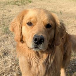 Isla - Golden Retriever