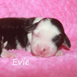 Evie - Blue merle female Miniature American Shepherd puppy in Godley, Texas from Flying H Toy and Mini Aussies