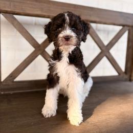 Luke - Chocolate male Goldendoodle puppy in Allen, Texas from Calena’s Doodles