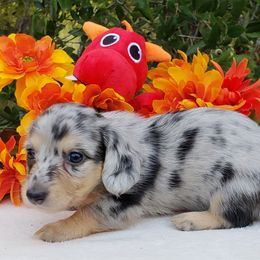 Dachshund Puppies from Ravendox Dachshunds