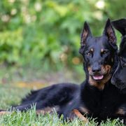 Beaucerons from Feu Eternel Beaucerons