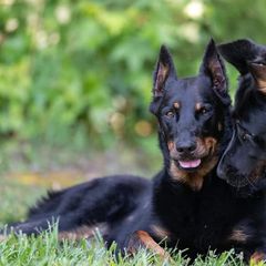 Beaucerons from Feu Eternel Beaucerons