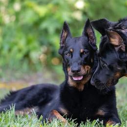 Beaucerons from Feu Eternel Beaucerons