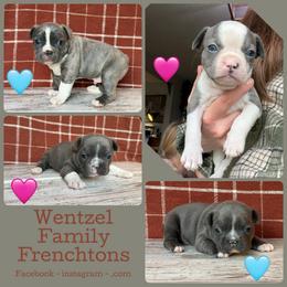 Pups available - Blue male Companion Cross puppy in Fisher, Minnesota from Wentzel Family Frenchtons