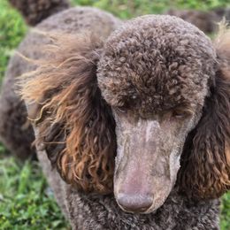 Poodles from Jill Room