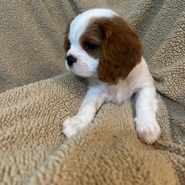 Cavalier King Charles Spaniel Puppies from Creekside Cavaliers