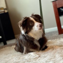 Hazel - Miniature Australian Shepherd