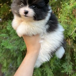 Boy 3 - Tri-colored Pomeranian puppy in Muskogee, Oklahoma from Wonderlust Pomeranians