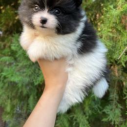 Boy 3 - Tri-colored Pomeranian puppy in Muskogee, Oklahoma from Wonderlust Pomeranians