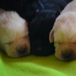 Beagle and Labrador Retriever Puppies from Jackpot Farms