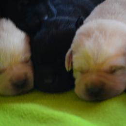 Beagle and Labrador Retriever Puppies from Jackpot Farms