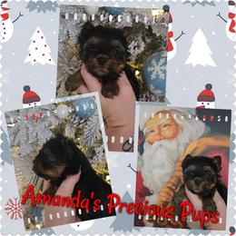 Dark Traditional Male - Black and tan male Yorkshire Terrier puppy in Wartburg, Tennessee from Amanda's Precious Pups