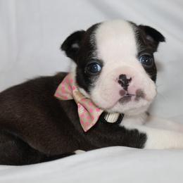 Diva (New Video) - Brindle and white female Boston Terrier puppy in Brooksville, Florida from I Love Pups