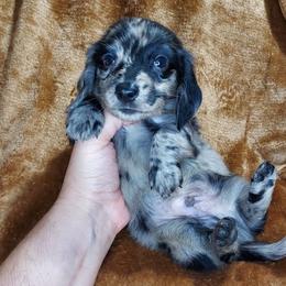 CKC NATE - Dapple male Dachshund puppy in Swink, Oklahoma from Palali Farm
