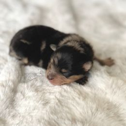 Pomeranian and Pomsky Puppies from Designer Pomeranians