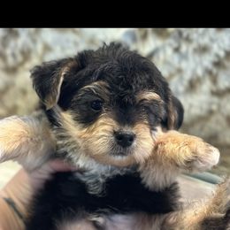 Goldendoodle, Maltipoo, and Yorkipoo Puppies from Doodle Pups Fur-Ever