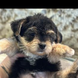 Goldendoodle, Maltipoo, and Yorkipoo Puppies from Doodle Pups Fur-Ever