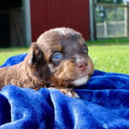 Betsy - Red tri female Miniature Australian Shepherd puppy in Foxworth, Mississippi from Ten Mile Aussies