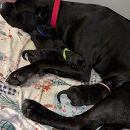 Cane Corso Puppies from Bellissima Cala Cane Corso