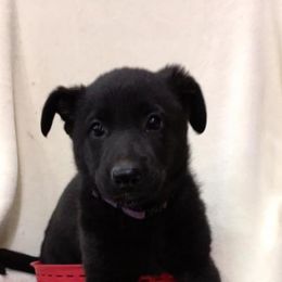 German Shepherd Puppies from Stevens German Shepherds