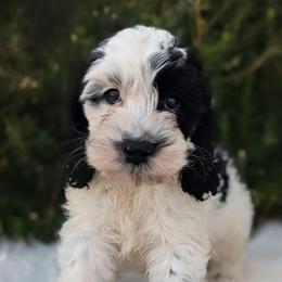 Indiana - Black and white male Cockapoo puppy in Salt Lake City, Utah from Utah Cocker Spaniels