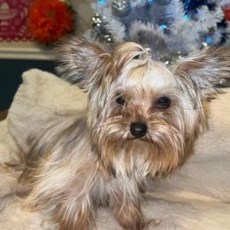 Kona - Yorkshire Terrier
