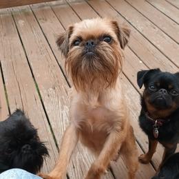 Minerva - Brussels Griffon