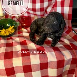 Gemelli - Lavender Girl - Black female Goldendoodle puppy in Harrisburg, Oregon from Dolly’s Doods